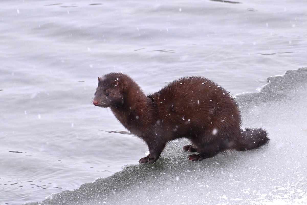 American Mink - ML646484778