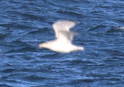 שחף מערבי - ML646484780