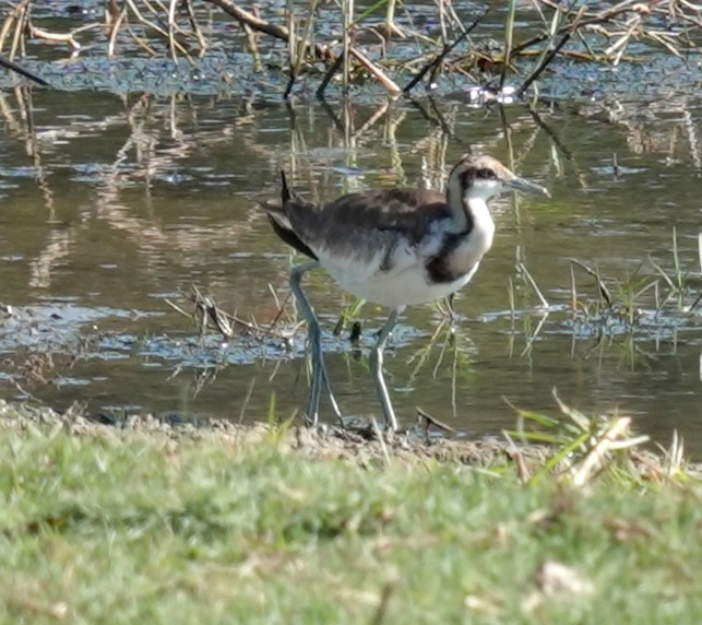 Pheasant-tailed Jacana - ML646484781
