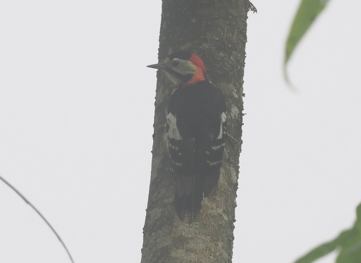 Scharlachbrustspecht - ML646484783