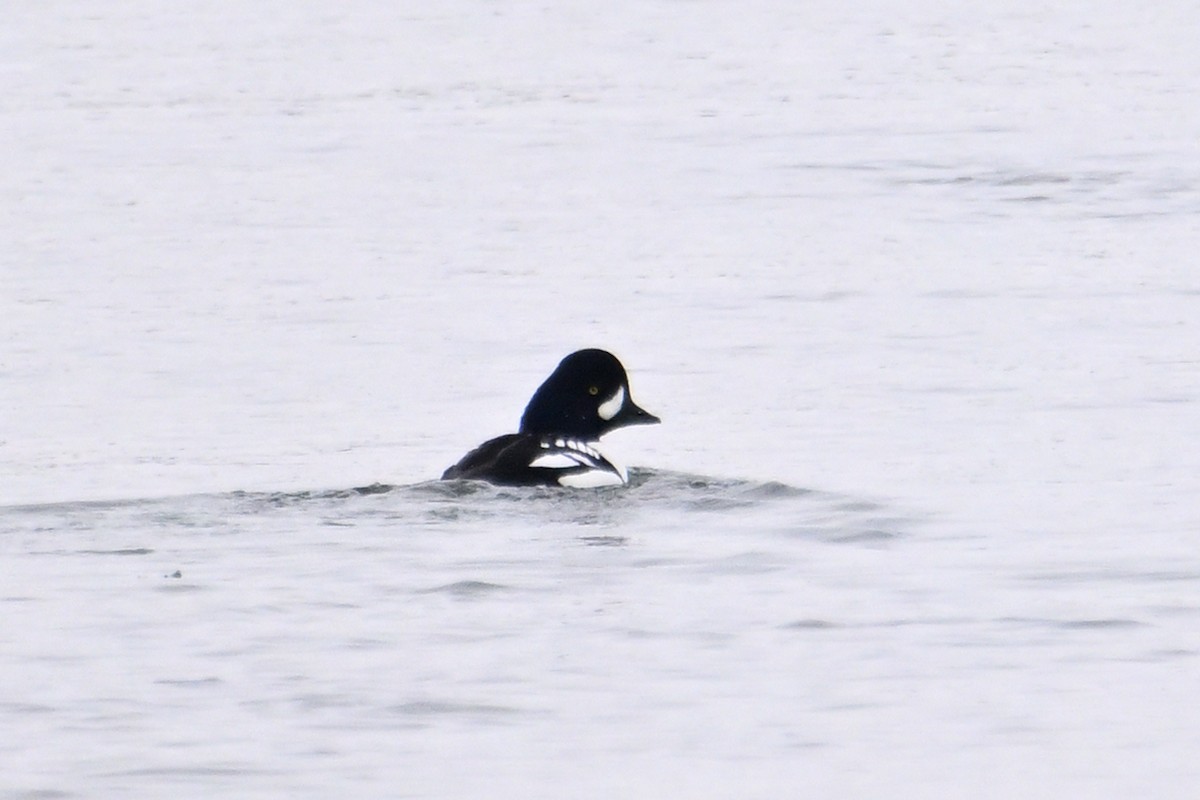 Barrow's Goldeneye - ML646484784