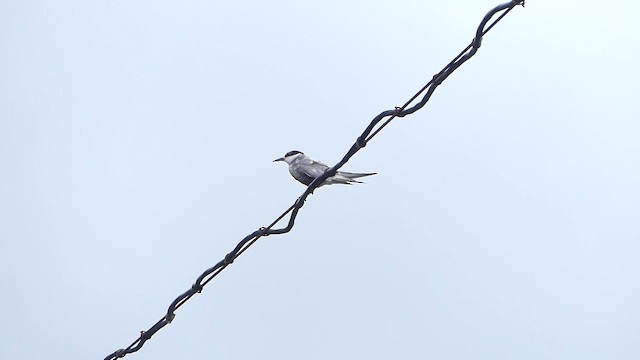 Whiskered Tern - ML646484796