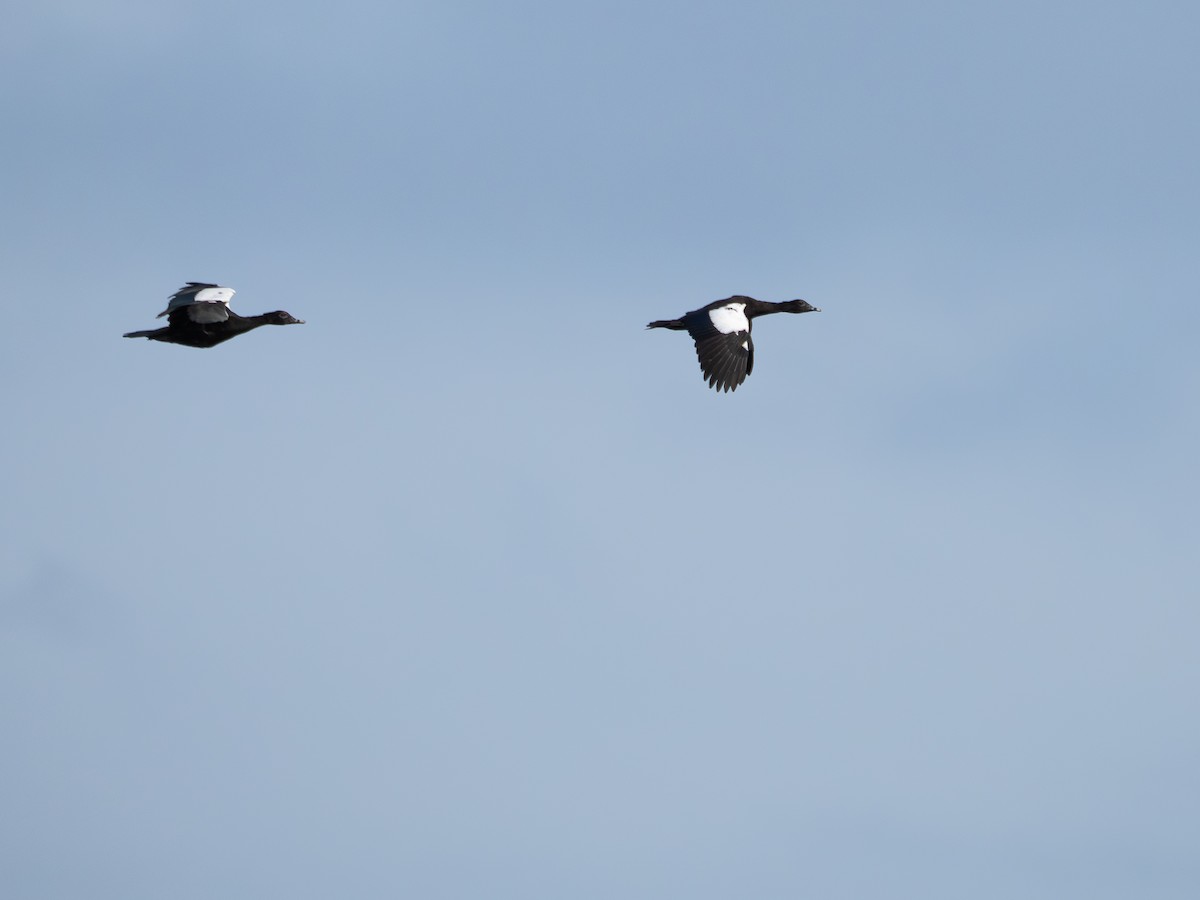 ノバリケン - ML646484799