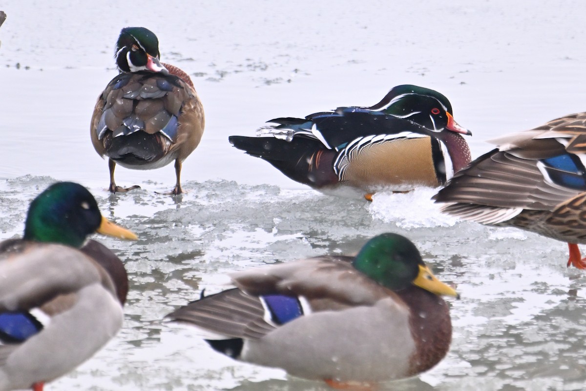 Ahate karolinarra - ML646484801