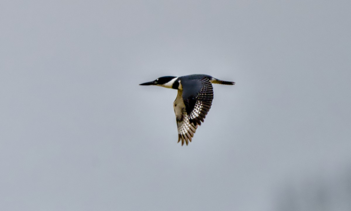 Belted Kingfisher - ML646484802