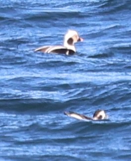 ברווז קרח - ML646484806