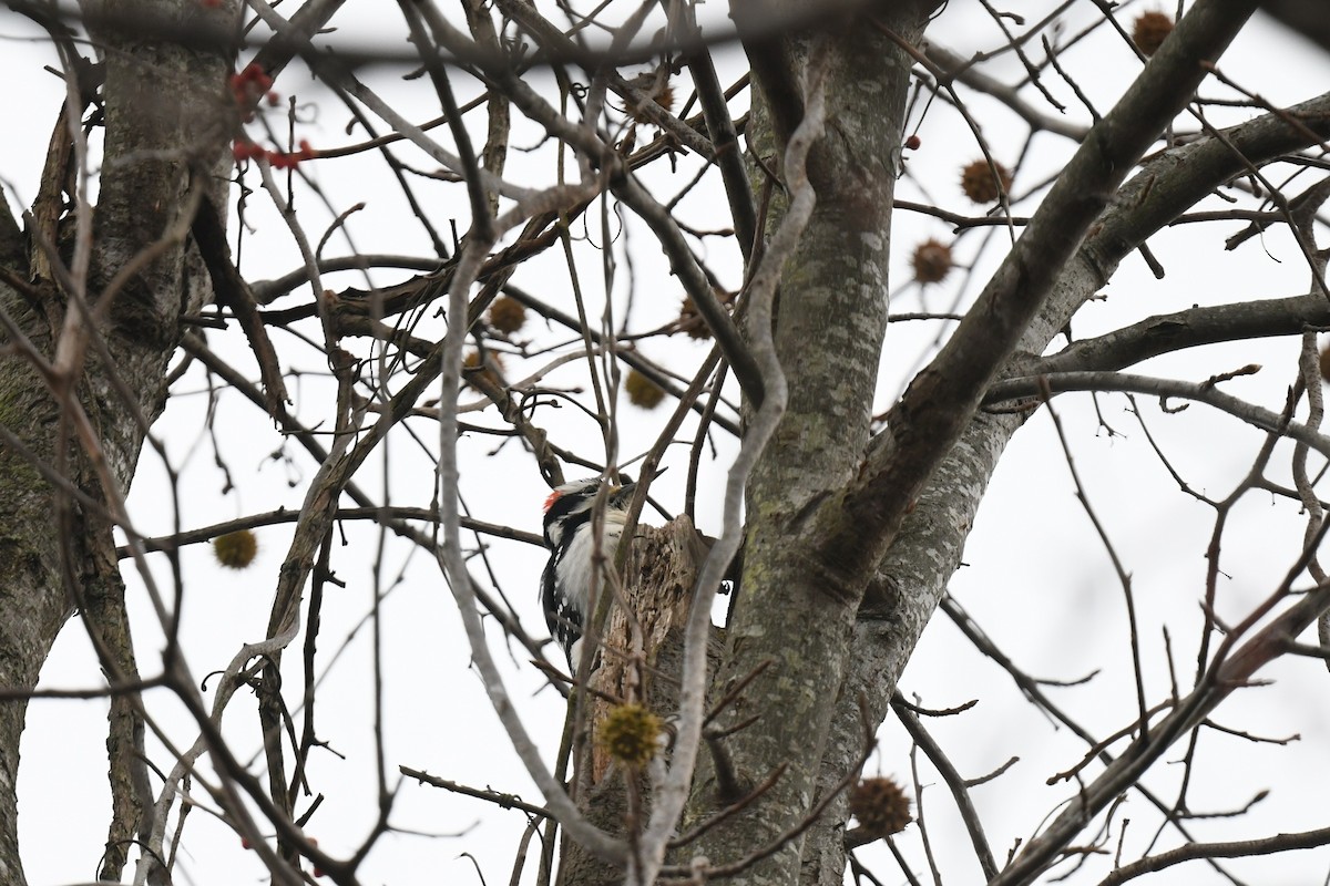 Hairy Woodpecker - ML646484807