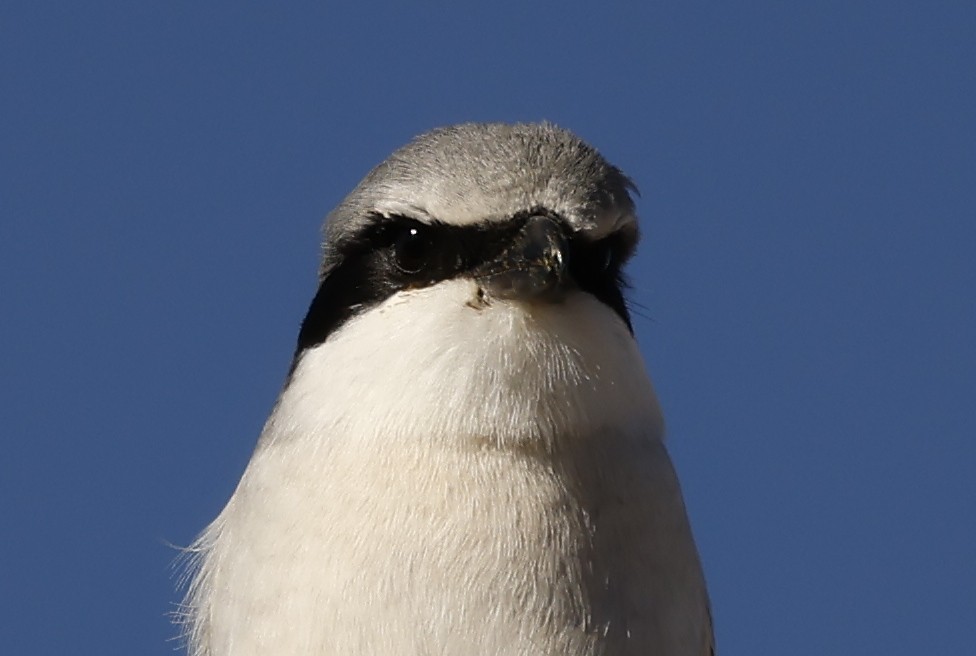 Loggerhead Shrike - ML646484808