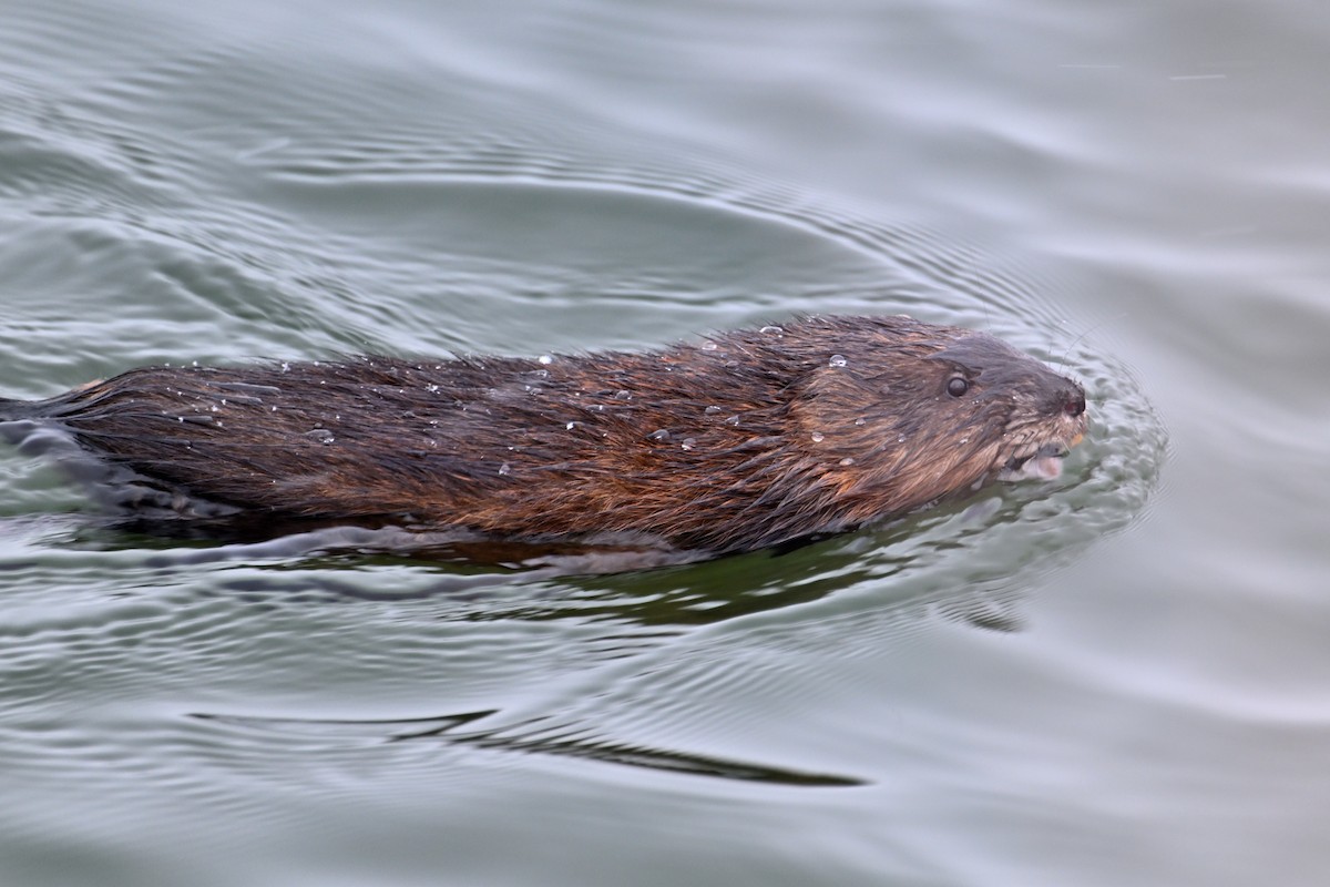 Muskrat - ML646484813