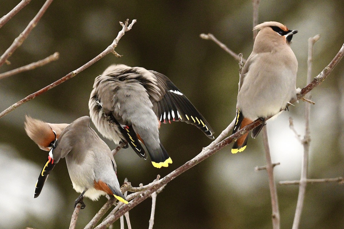 Bohemian Waxwing - ML646484816