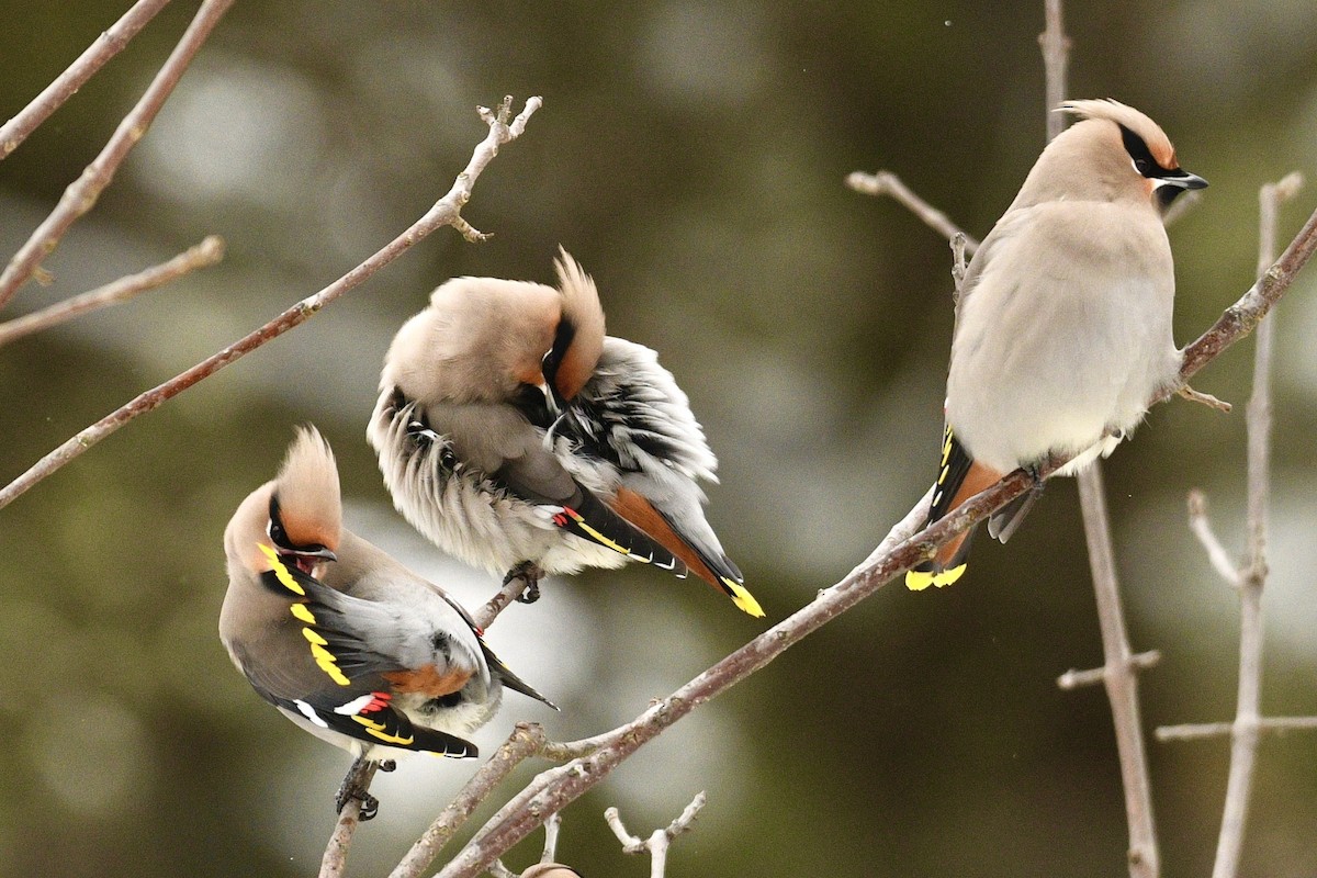 Bohemian Waxwing - ML646484817