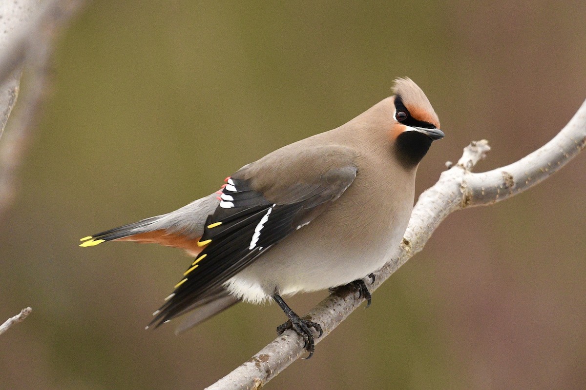 Bohemian Waxwing - ML646484818