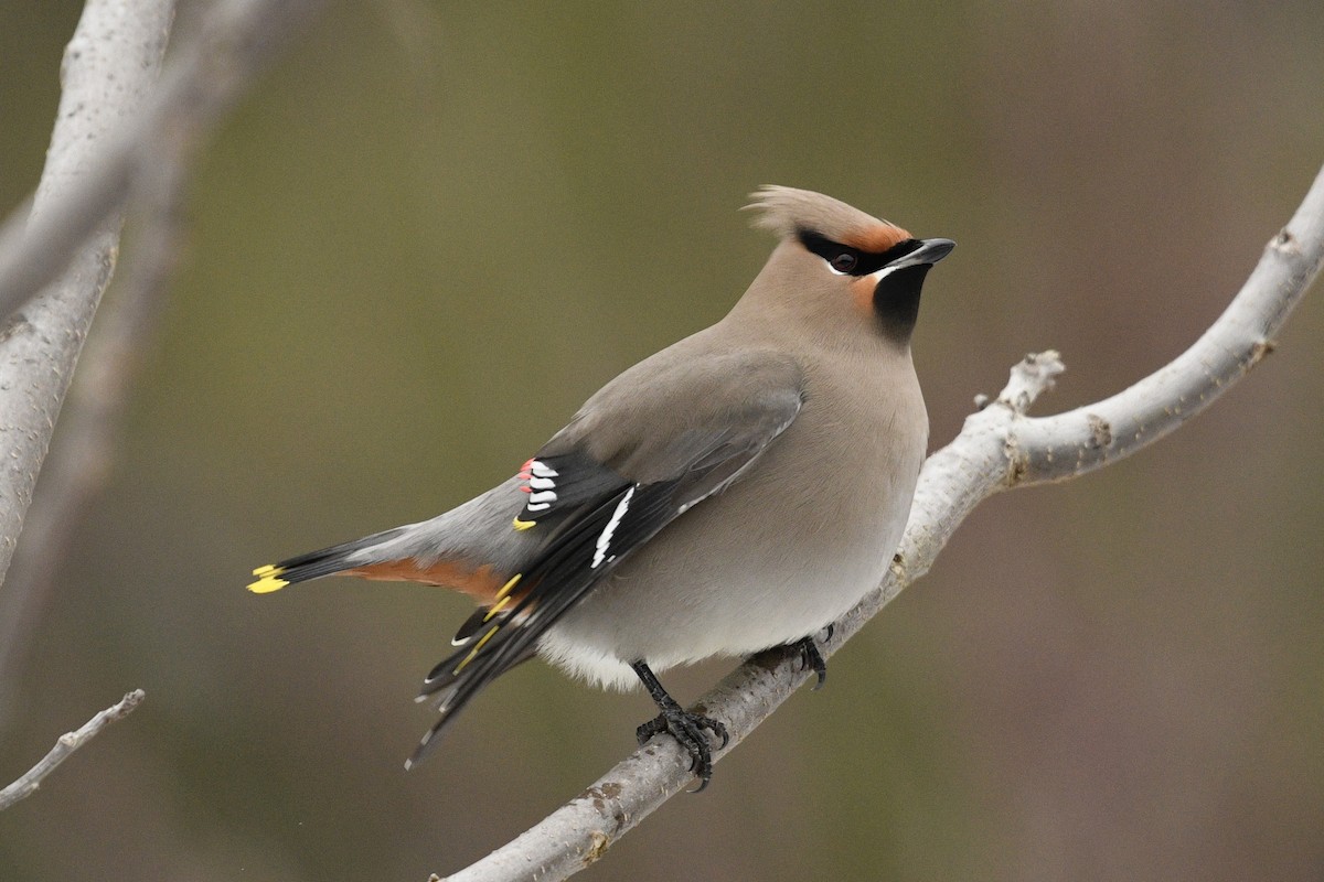 Bohemian Waxwing - ML646484820