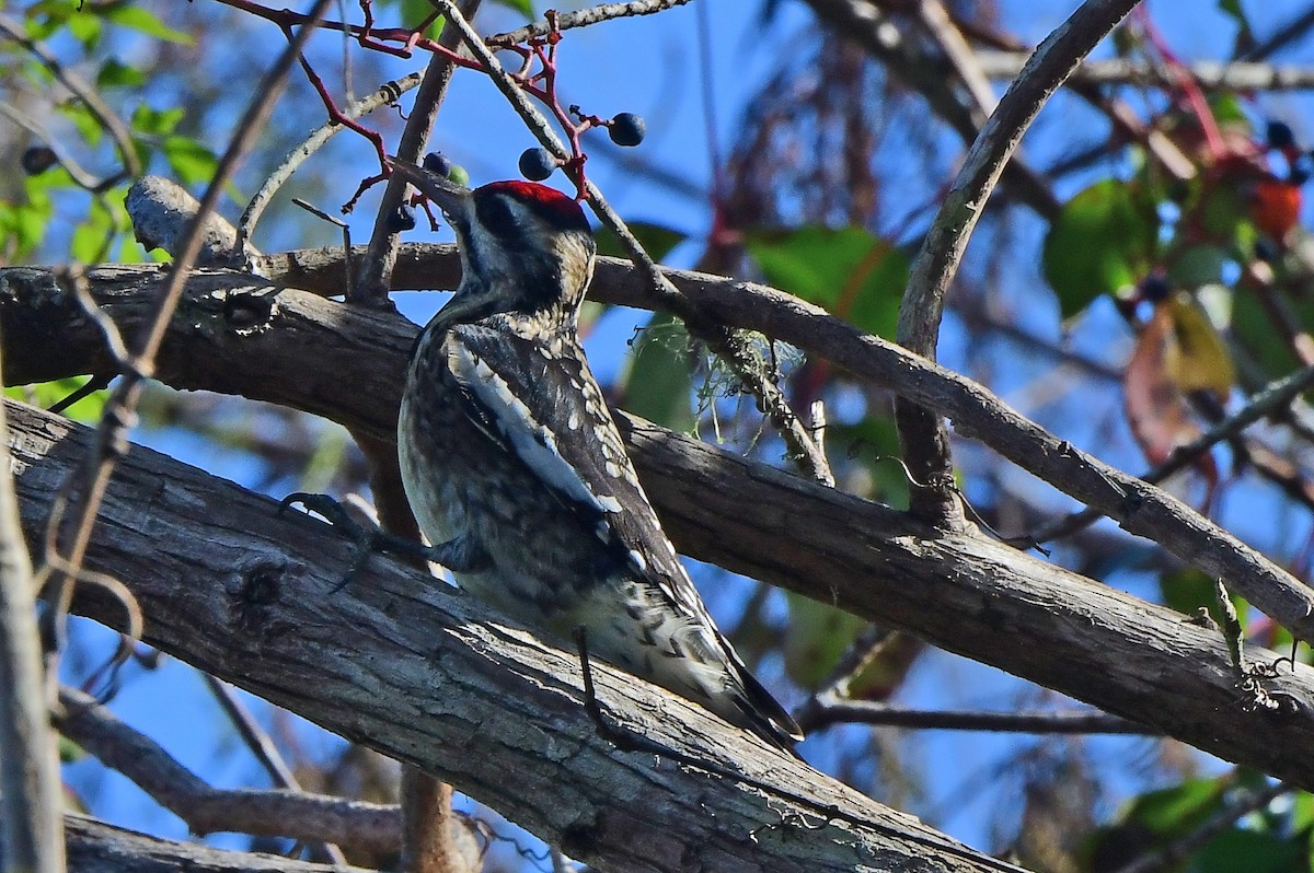 Pic maculé - ML646484824