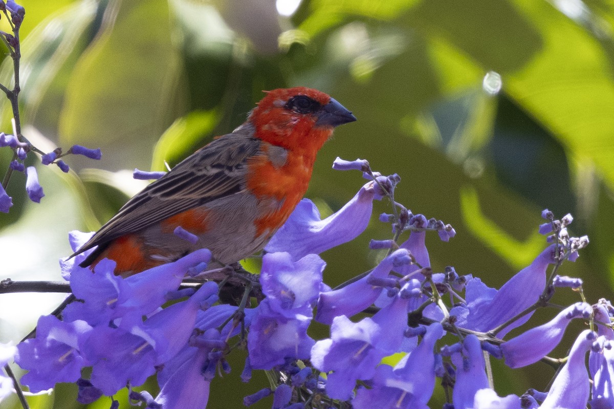 Red Fody - ML646484827