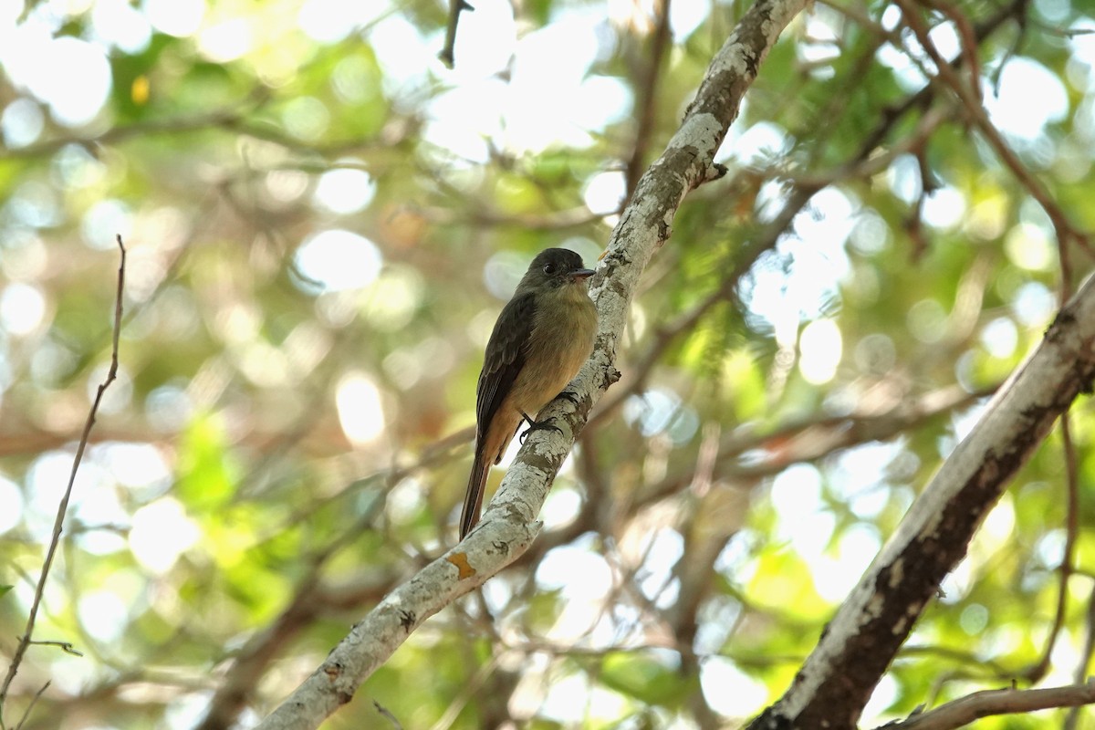 Гаитянский пиви - ML646484828