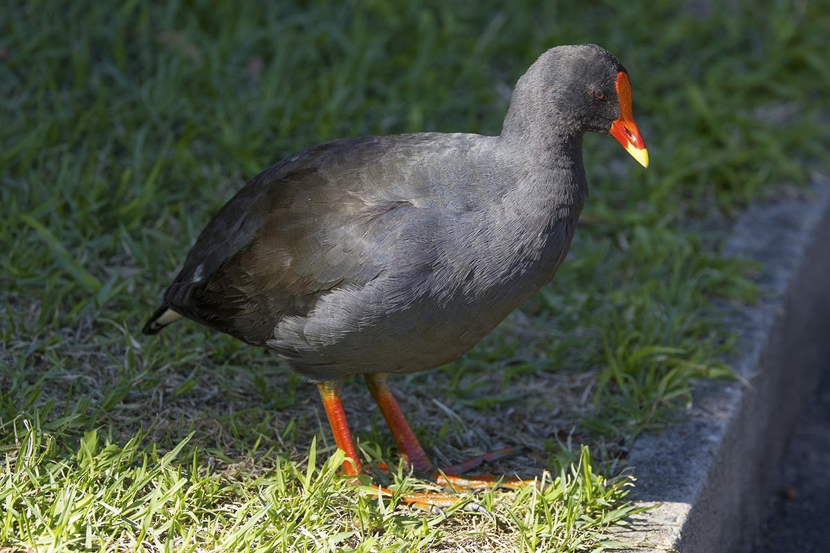 Dusky Moorhen - ML646484829