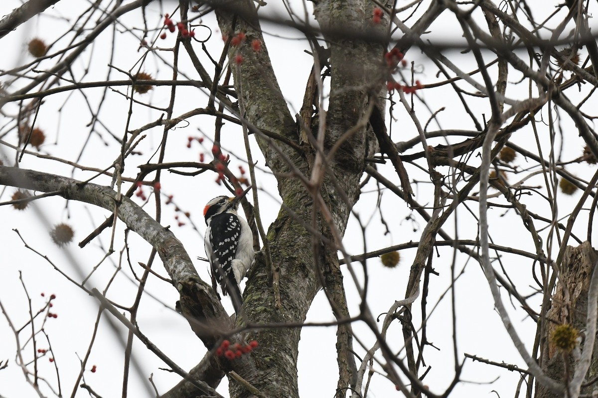 Hairy Woodpecker - ML646484831