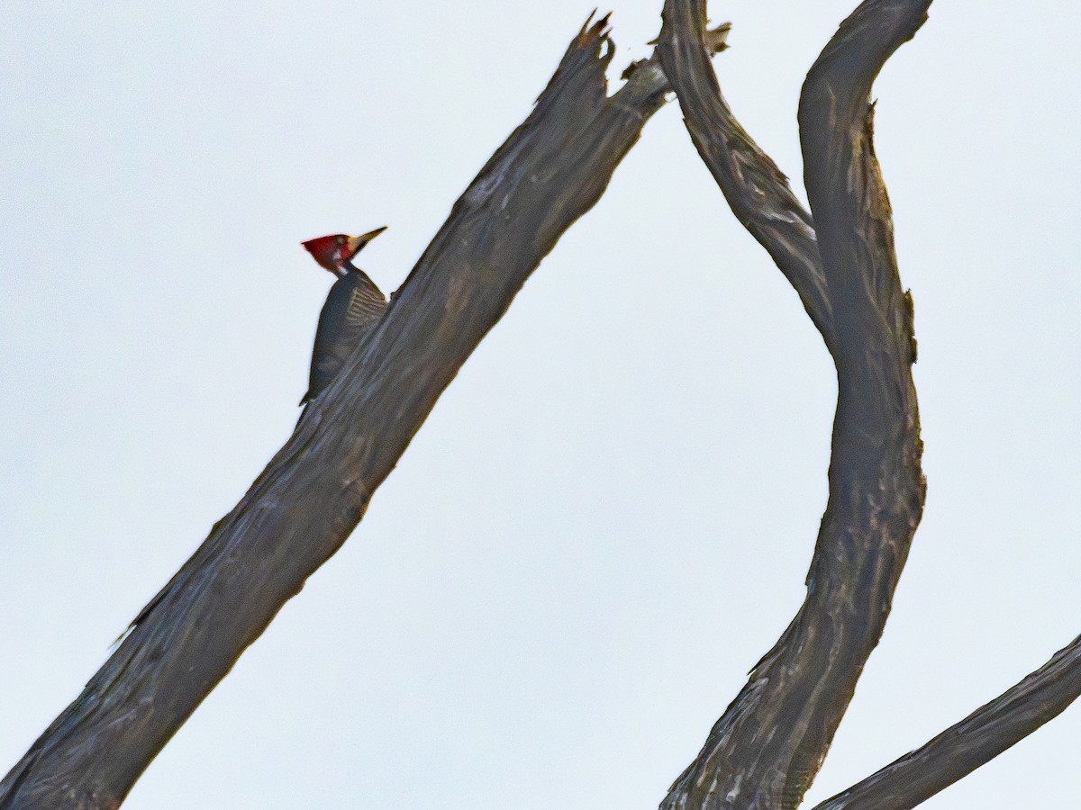 ハナジロエボシゲラ - ML646484833