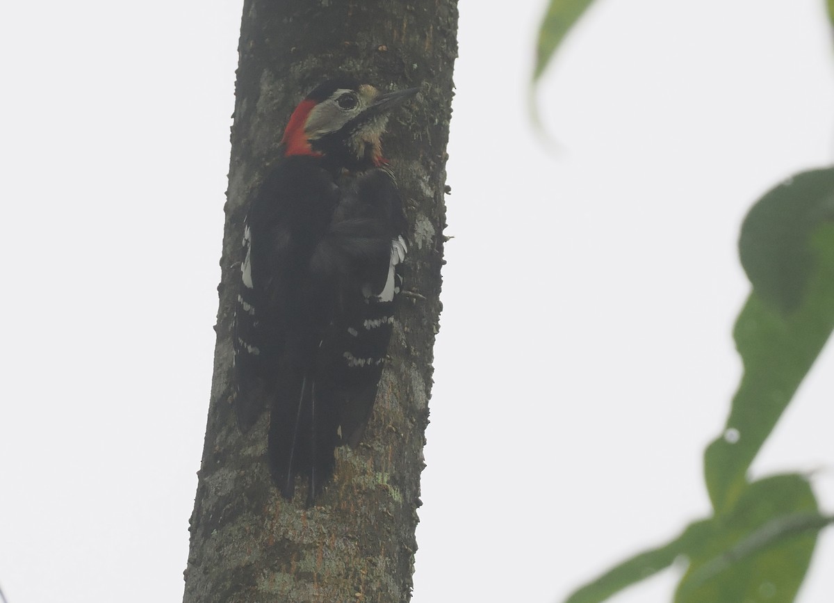 Scharlachbrustspecht - ML646484836