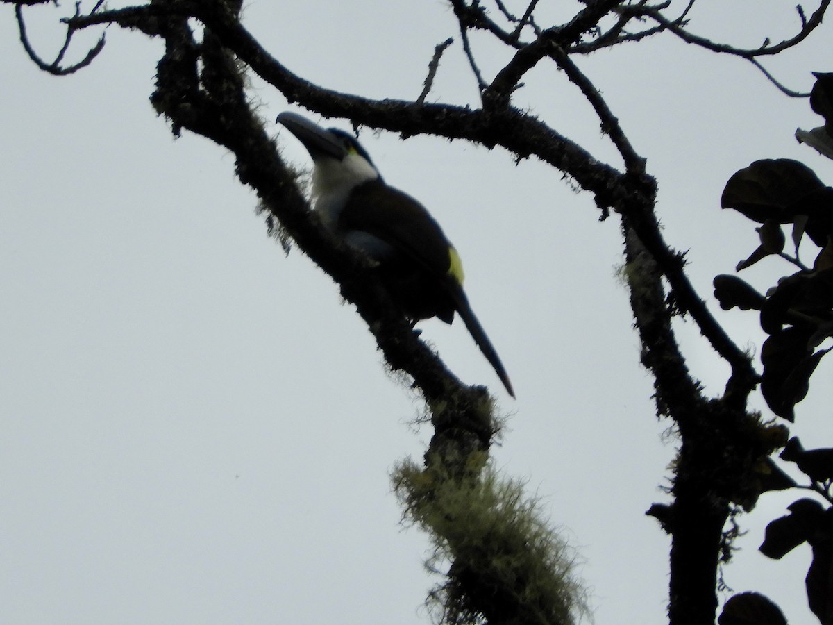 Андигена білощока - ML646484837