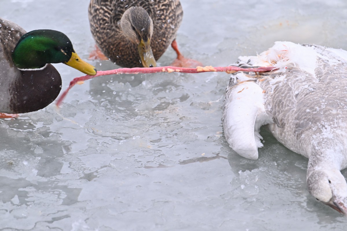 Mallard - ML646484838