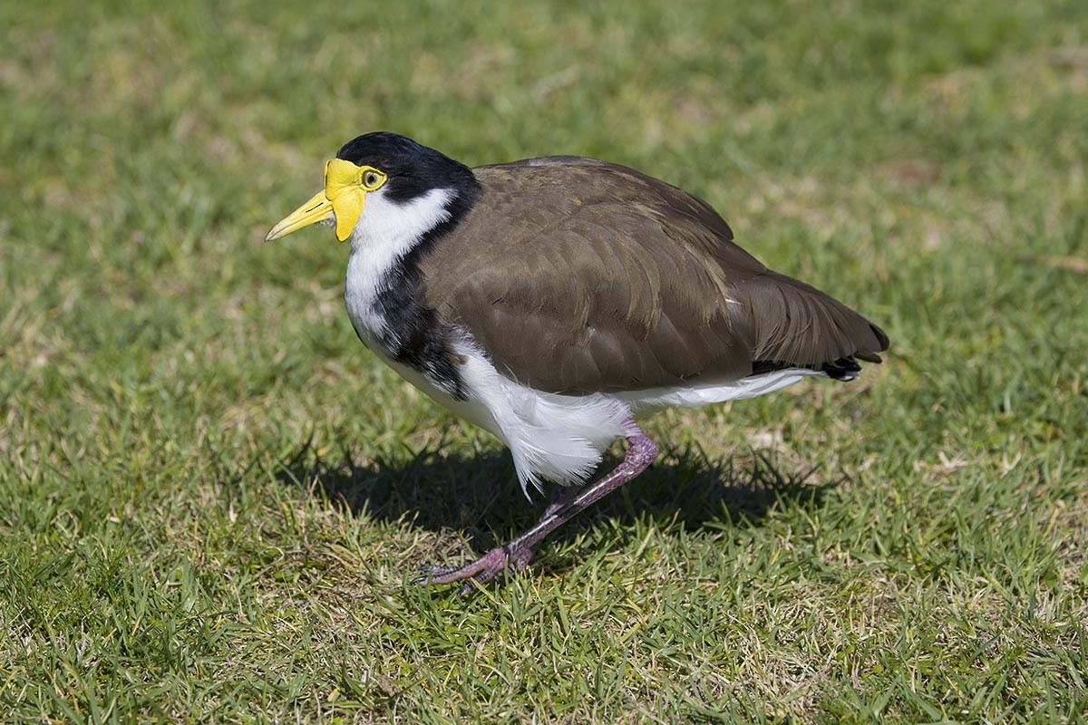 Avefría Militar - ML646484839