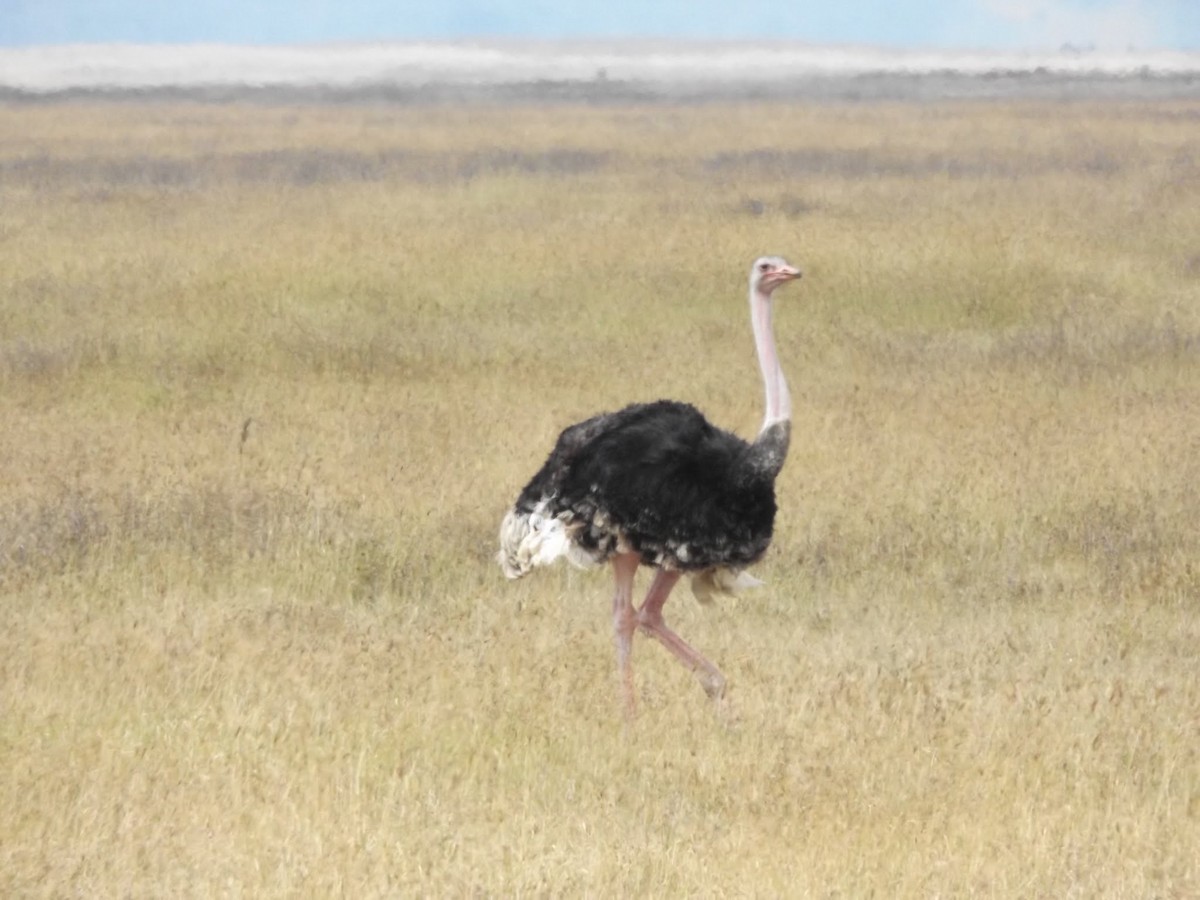 Common Ostrich - ML646484840