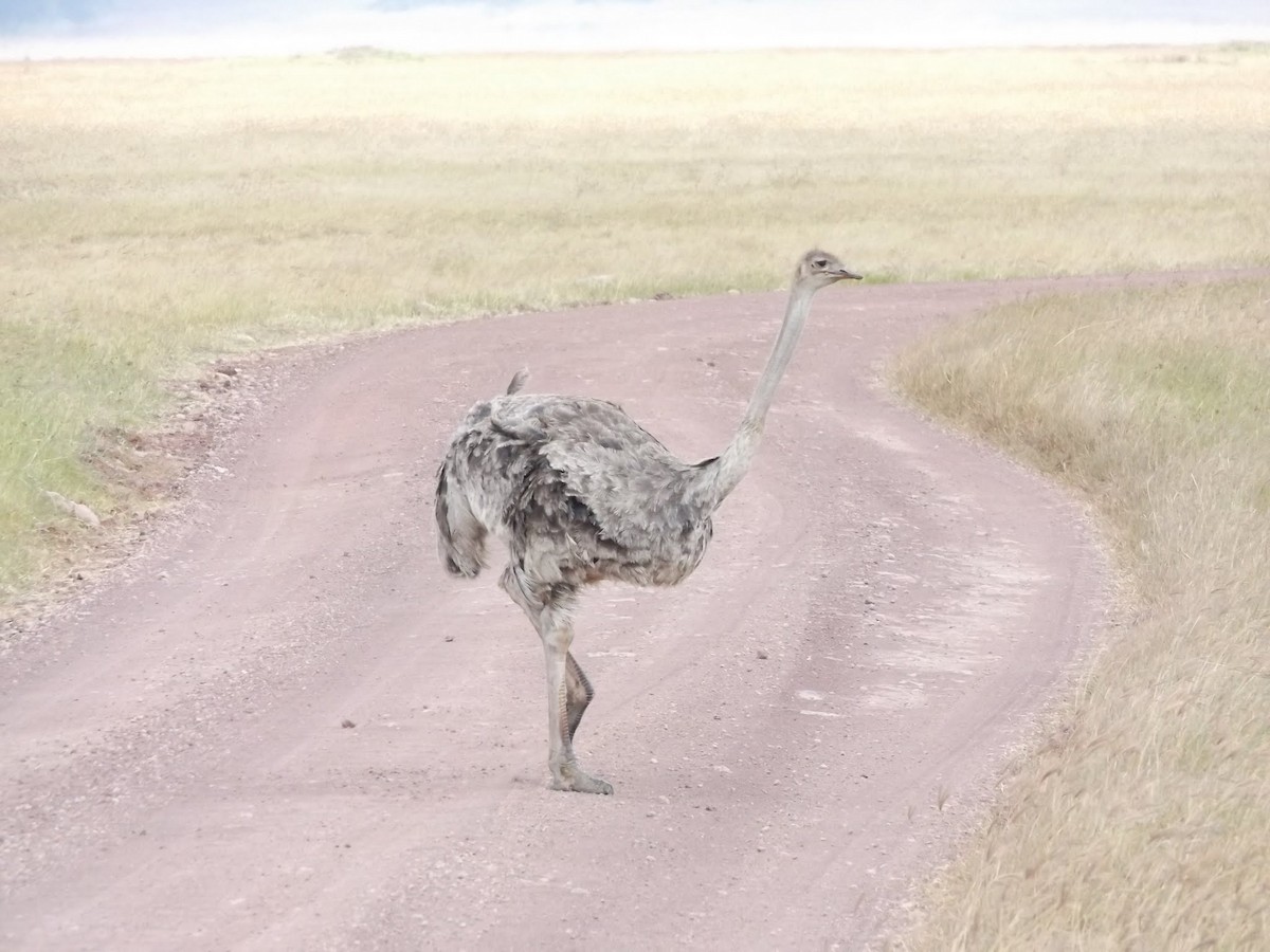 Common Ostrich - ML646484841