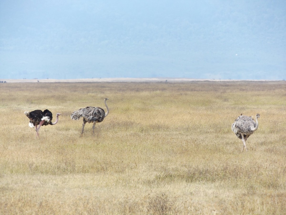 Common Ostrich - ML646484843