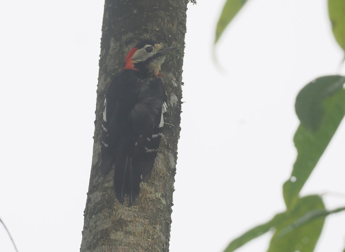 Scharlachbrustspecht - ML646484845