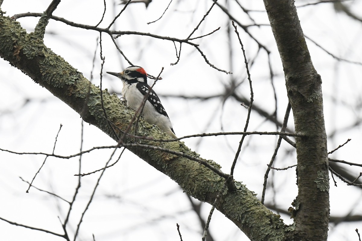 Hairy Woodpecker - ML646484846
