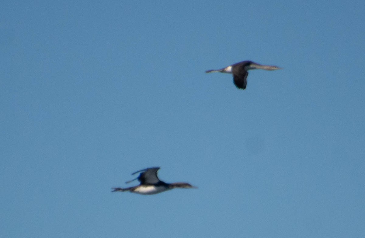 Pacific Loon - ML646484848