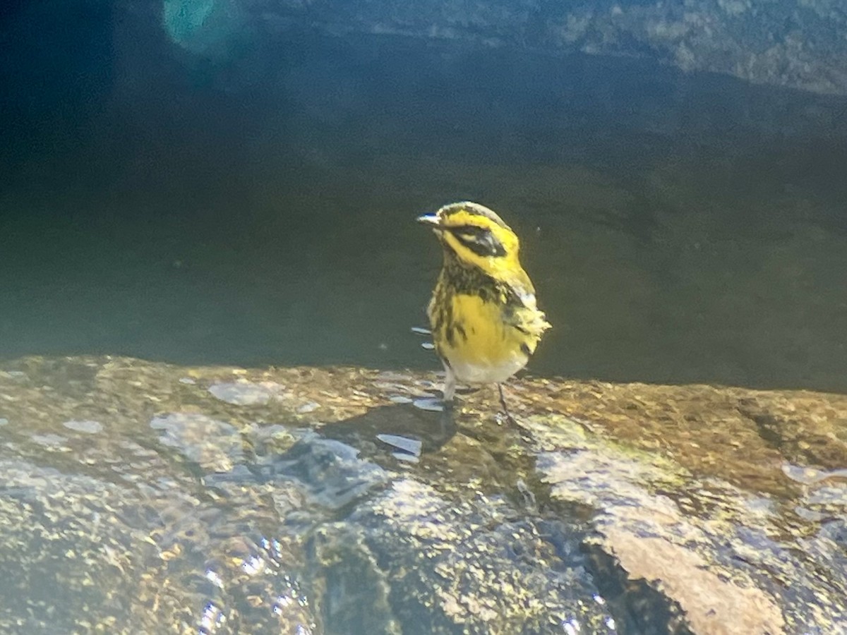 Townsendwaldsänger - ML646484851