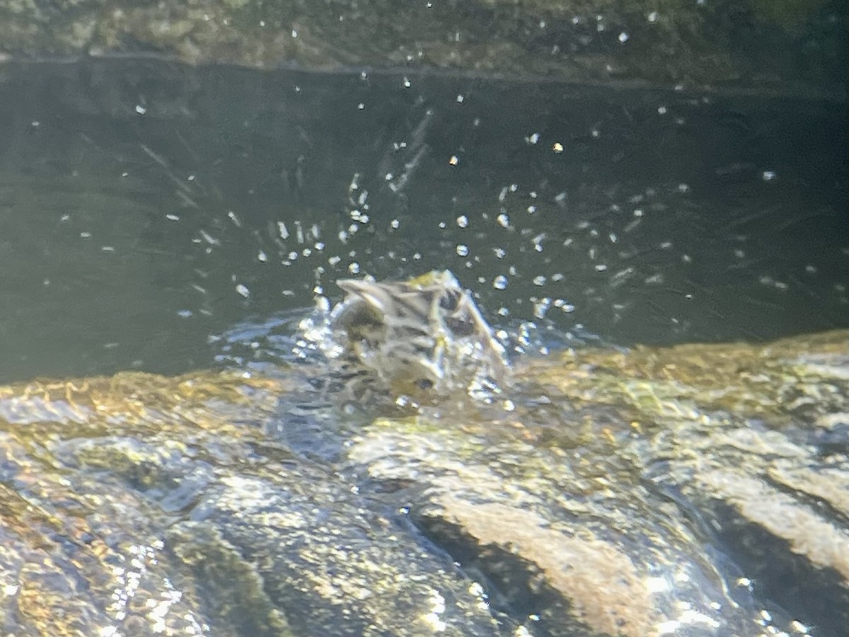 Townsendwaldsänger - ML646484852