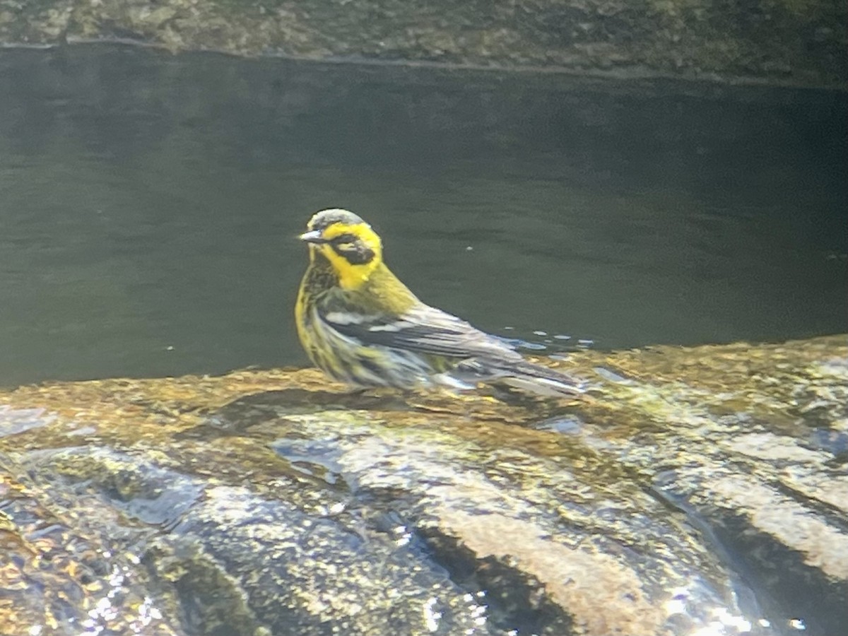 Townsendwaldsänger - ML646484853