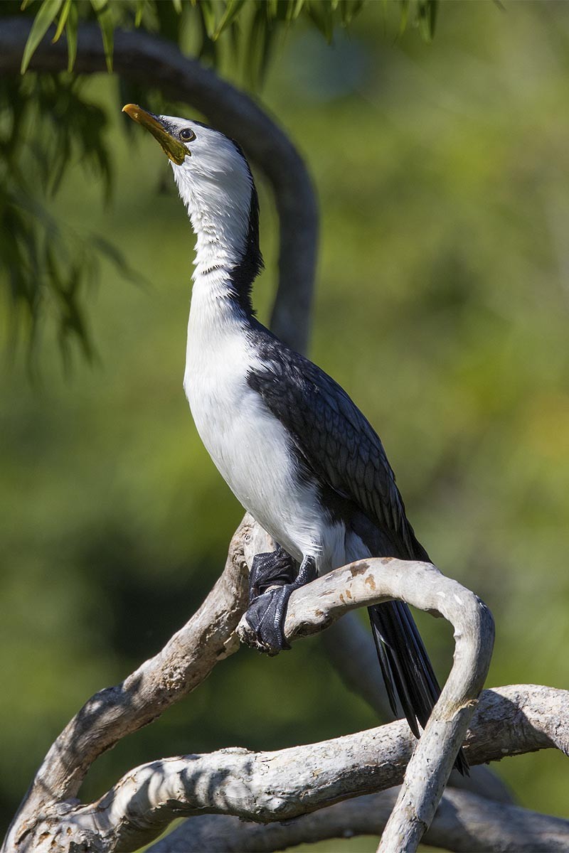 Little Pied Cormorant - ML646484855