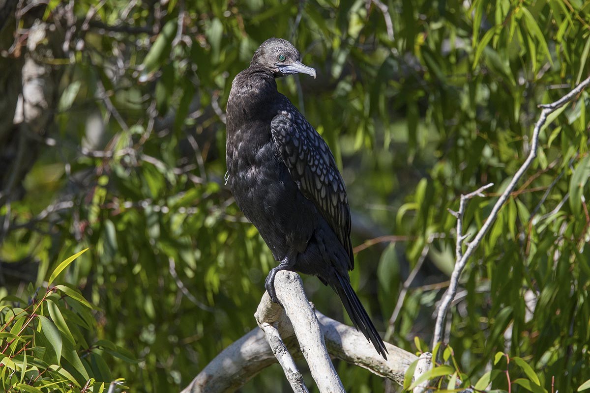 Little Black Cormorant - ML646484857