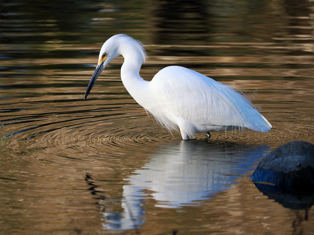 Snowy Egret - ML646484858