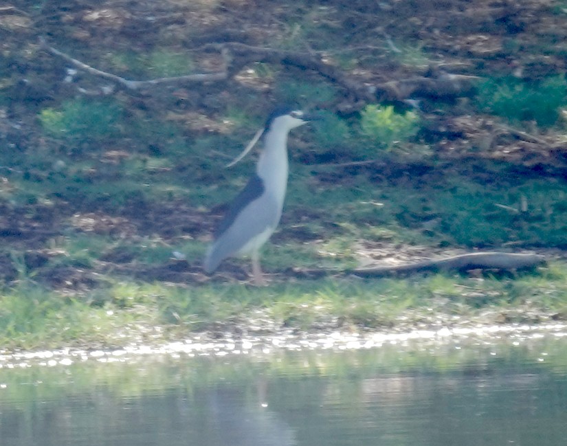 Black-crowned Night Heron - ML646484859