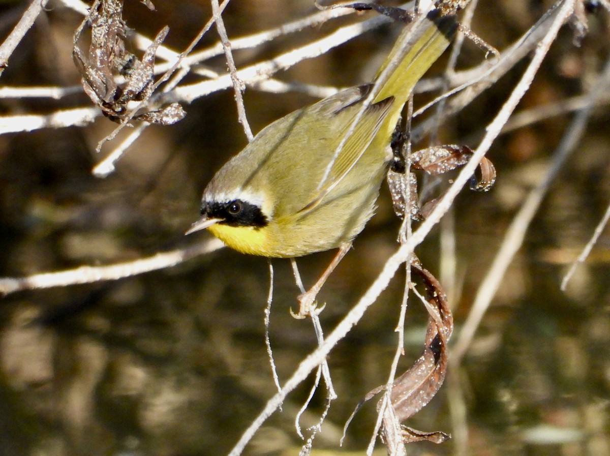 Common Yellowthroat - ML646484860