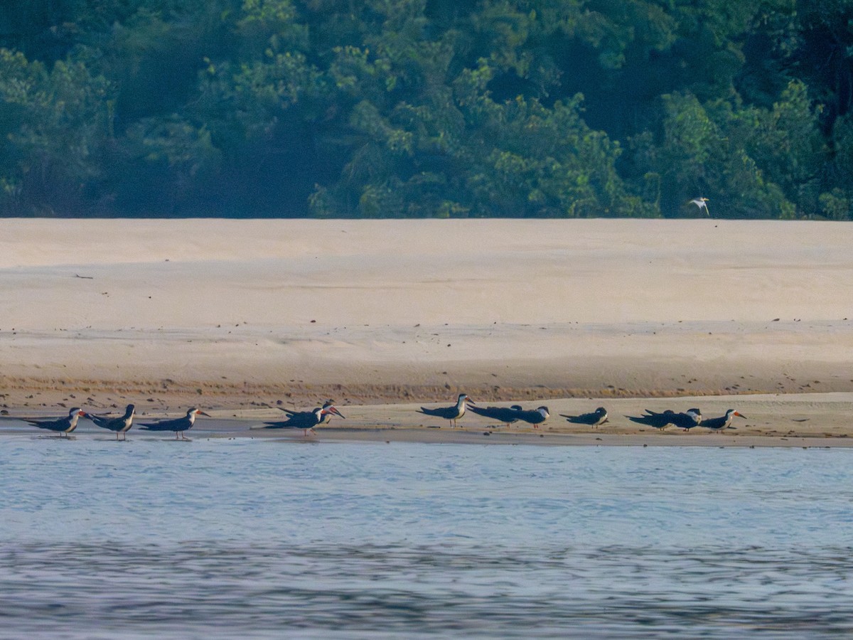 Black Skimmer - ML646484863