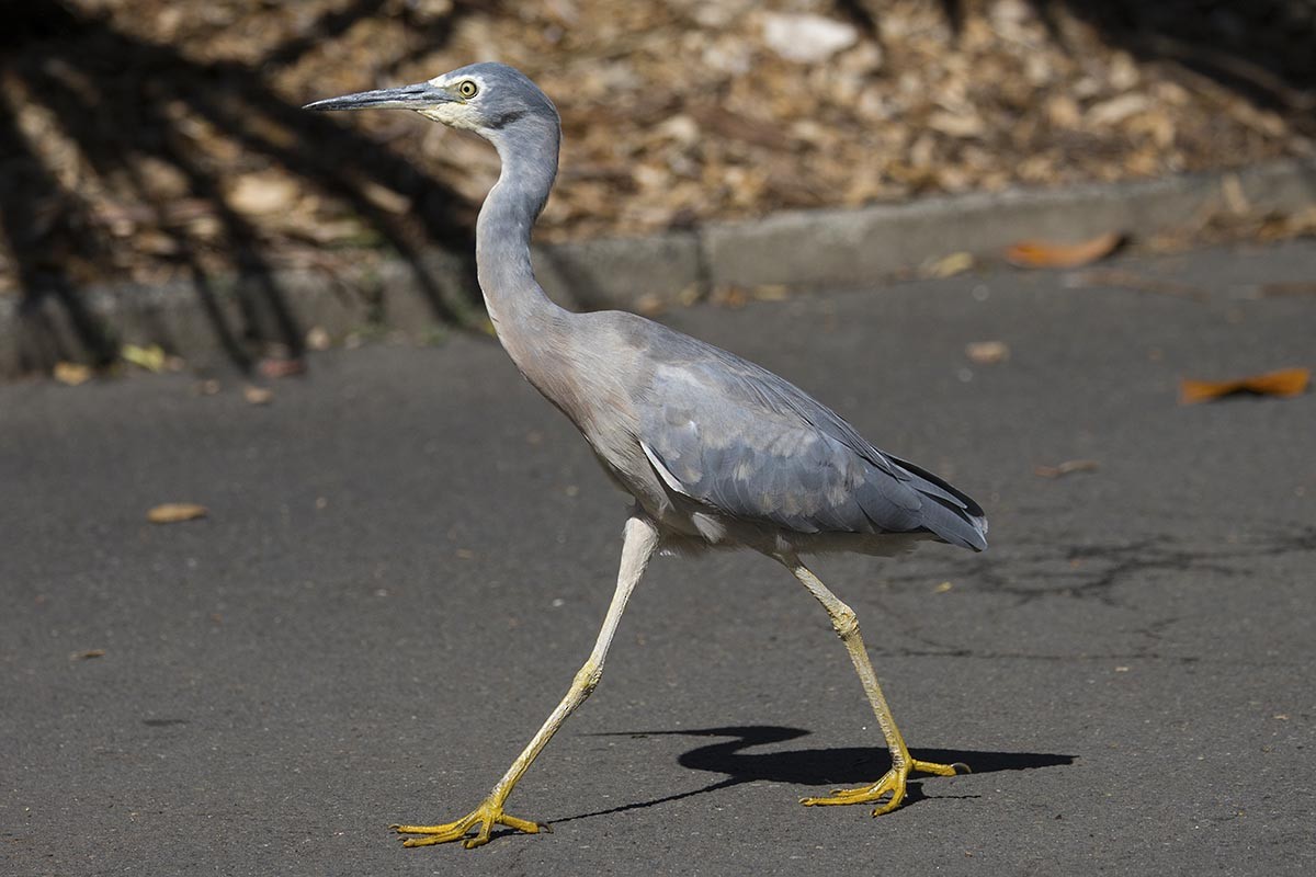 White-faced Heron - ML646484864