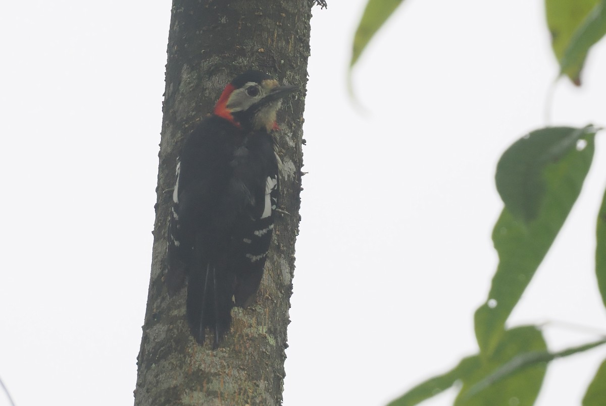 Scharlachbrustspecht - ML646484866