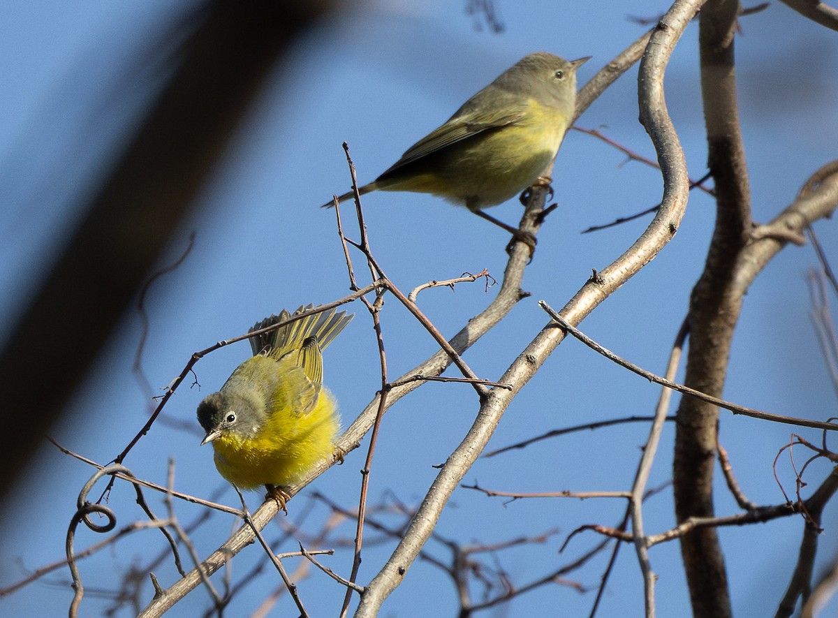 Nashville Warbler - ML646484867