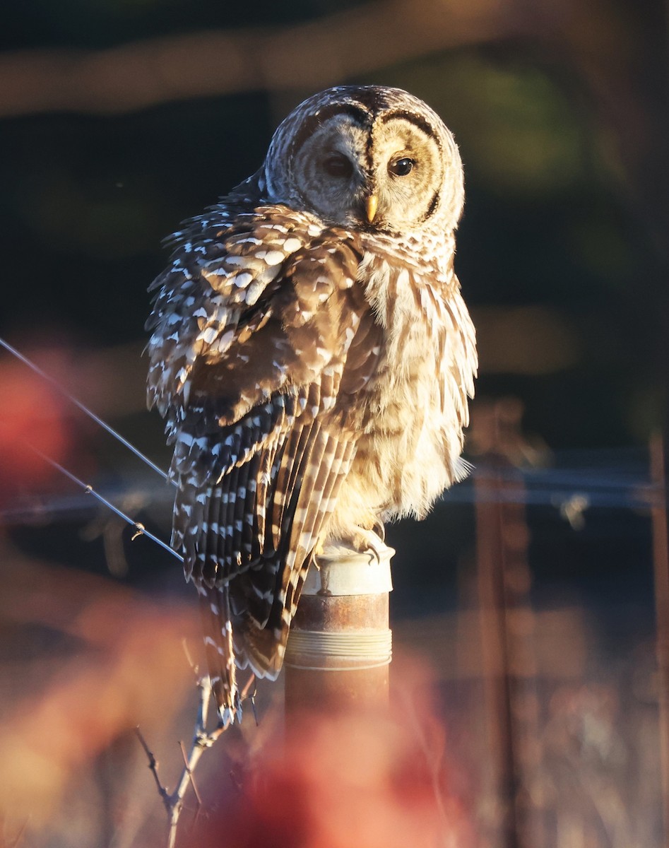 Streifenkauz - ML646484869