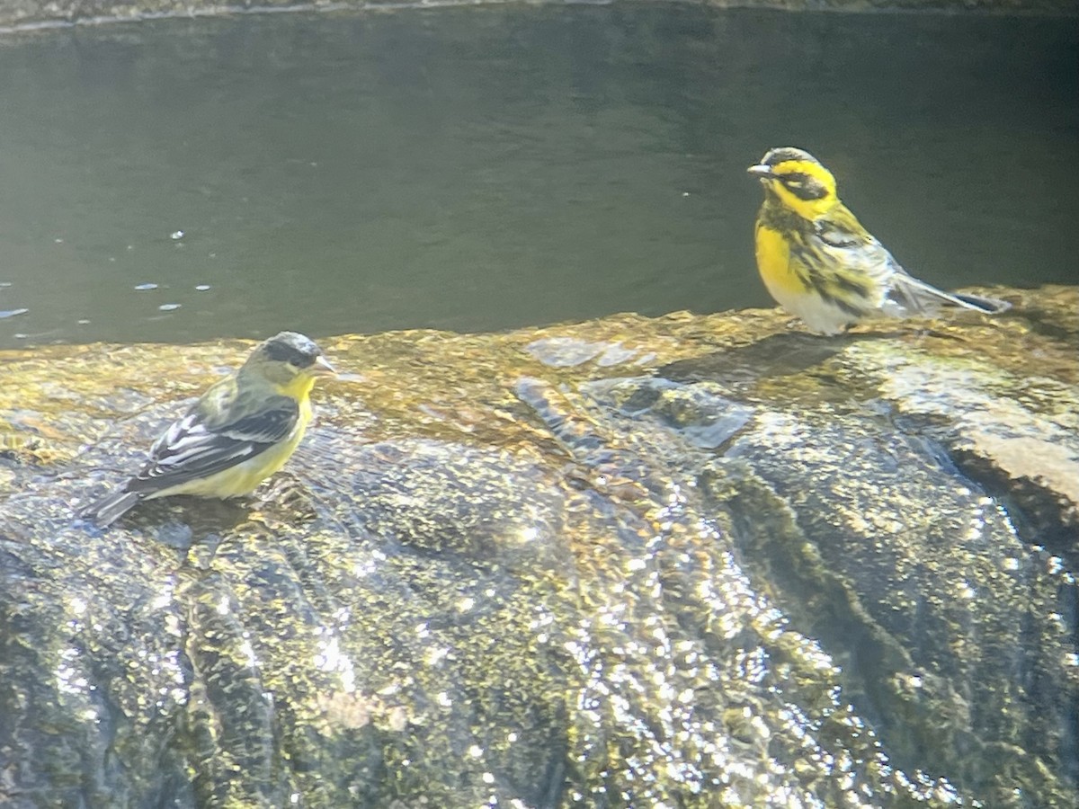 Mexikozeisig - ML646484871