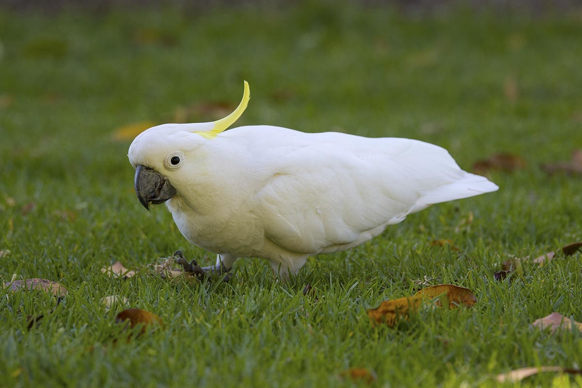Sulphur-crested Cockatoo - ML646484872