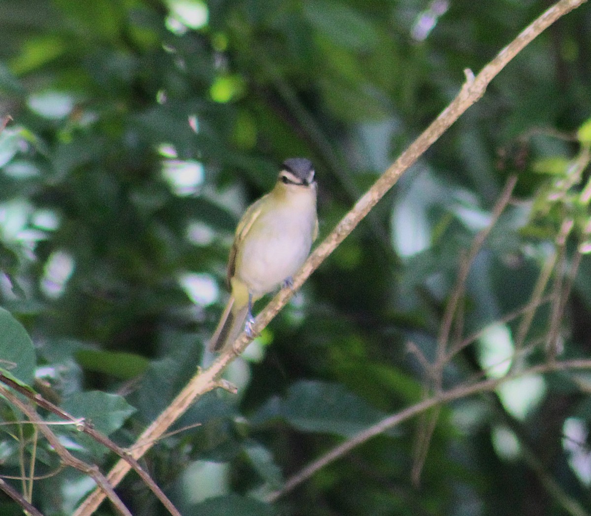 Chivi Vireo - ML646484873