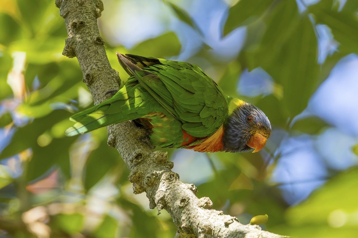 Rainbow Lorikeet - ML646484875